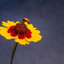 Two color flower  screen for extension Chrome web store in OffiDocs Chromium