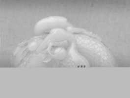 Free download Two Cranes Holding Peaches free photo or picture to be edited with GIMP online image editor