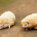 Two cream colored hedgehogs  screen for extension Chrome web store in OffiDocs Chromium