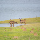 Two deer by the lake  screen for extension Chrome web store in OffiDocs Chromium