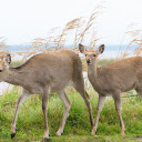 Two Deer by the River  screen for extension Chrome web store in OffiDocs Chromium