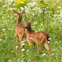 Two Deer in the Forest of Flowers  screen for extension Chrome web store in OffiDocs Chromium