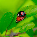 Two different colored beetles  screen for extension Chrome web store in OffiDocs Chromium