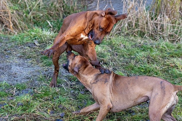 Unduh gratis Two Dogs Playing Rhodesian - foto atau gambar gratis untuk diedit dengan editor gambar online GIMP