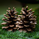 Two dried pine cones  screen for extension Chrome web store in OffiDocs Chromium