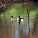 Two ducks  screen for extension Chrome web store in OffiDocs Chromium