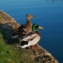 Two Ducks by the Lake  screen for extension Chrome web store in OffiDocs Chromium