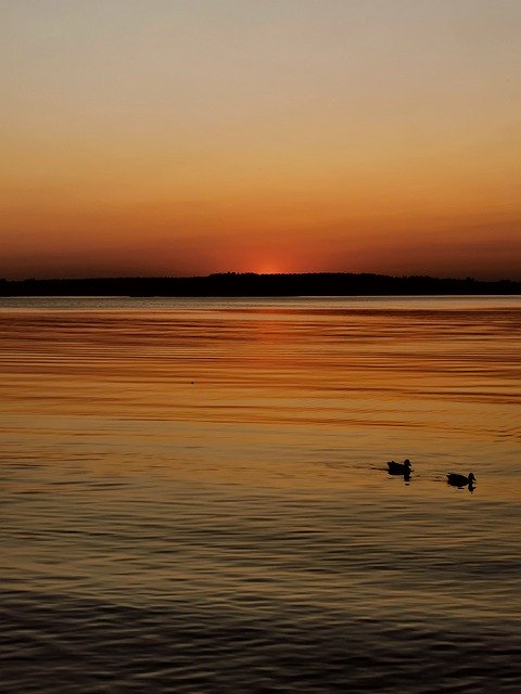 Gratis download Two Ducks Floating Lake - gratis foto of afbeelding om te bewerken met GIMP online afbeeldingseditor