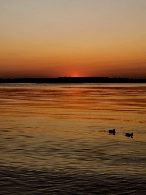 Free download Two Ducks Floating Lake -  free photo or picture to be edited with GIMP online image editor