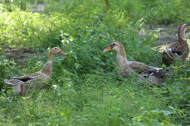 Free download Two Ducks Talking Greenfield Grass -  free photo or picture to be edited with GIMP online image editor