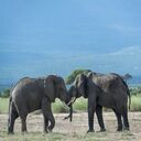 two elephants wallpaper  screen for extension Chrome web store in OffiDocs Chromium