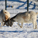 Two fat goats butted each other  screen for extension Chrome web store in OffiDocs Chromium