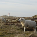 Two fat sheep  screen for extension Chrome web store in OffiDocs Chromium