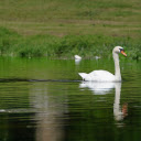 Two geese by the lake  screen for extension Chrome web store in OffiDocs Chromium