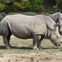 Two Giant Rhinos  screen for extension Chrome web store in OffiDocs Chromium