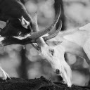 Two Goats Butting Each Other  screen for extension Chrome web store in OffiDocs Chromium