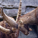 Two goats butting their horns  screen for extension Chrome web store in OffiDocs Chromium