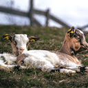 Two goats in the meadow  screen for extension Chrome web store in OffiDocs Chromium