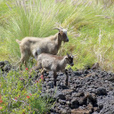 Two Goats on the Grass  screen for extension Chrome web store in OffiDocs Chromium