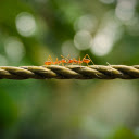 Two Golden Ants  screen for extension Chrome web store in OffiDocs Chromium