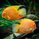Two Goldfish  screen for extension Chrome web store in OffiDocs Chromium