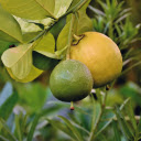 Two grapefruits  screen for extension Chrome web store in OffiDocs Chromium
