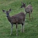 Two Gray Brown Deer  screen for extension Chrome web store in OffiDocs Chromium