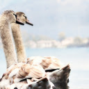 Two gray swans  screen for extension Chrome web store in OffiDocs Chromium