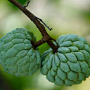 Two green custard apples  screen for extension Chrome web store in OffiDocs Chromium