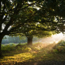 Two Green Leafed Trees Surrounded by Green Grass  screen for extension Chrome web store in OffiDocs Chromium