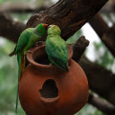 Two green parrots  screen for extension Chrome web store in OffiDocs Chromium
