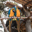Two green parrots in front of the nest  screen for extension Chrome web store in OffiDocs Chromium