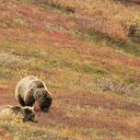 Two grizzly bears  screen for extension Chrome web store in OffiDocs Chromium
