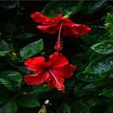 two hibiscus flowers wallpaper  screen for extension Chrome web store in OffiDocs Chromium