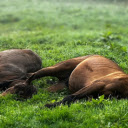 Two Horses in a Green Field  screen for extension Chrome web store in OffiDocs Chromium