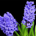 Two hyacinths  screen for extension Chrome web store in OffiDocs Chromium