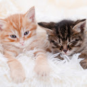 Two Kittens  screen for extension Chrome web store in OffiDocs Chromium