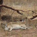 Two Lions Under the Tree  screen for extension Chrome web store in OffiDocs Chromium