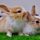 Two little bunnies  screen for extension Chrome web store in OffiDocs Chromium