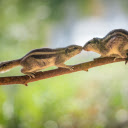 Two Little Squirrels  screen for extension Chrome web store in OffiDocs Chromium