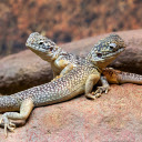 Two Lizards on a Rock  screen for extension Chrome web store in OffiDocs Chromium