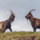 Two Long Bearded Goats  screen for extension Chrome web store in OffiDocs Chromium