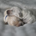 Two lovely poodles  screen for extension Chrome web store in OffiDocs Chromium