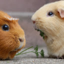 Two mice  screen for extension Chrome web store in OffiDocs Chromium