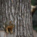 Two mischievous squirrels  screen for extension Chrome web store in OffiDocs Chromium