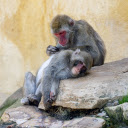 Two monkeys on the rocky mountain  screen for extension Chrome web store in OffiDocs Chromium