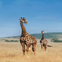 Two mother and baby giraffe wallpaper  screen for extension Chrome web store in OffiDocs Chromium