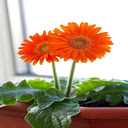 Two Orange Gerbera Flowers Wallpaper  screen for extension Chrome web store in OffiDocs Chromium