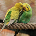 Two parrots together  screen for extension Chrome web store in OffiDocs Chromium