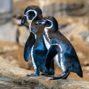 Two Penguins  screen for extension Chrome web store in OffiDocs Chromium